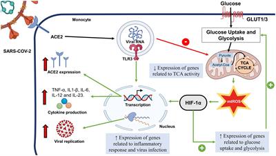 Leukocyte metabolism in obese type 2 diabetic individuals associated with COVID-19 severity